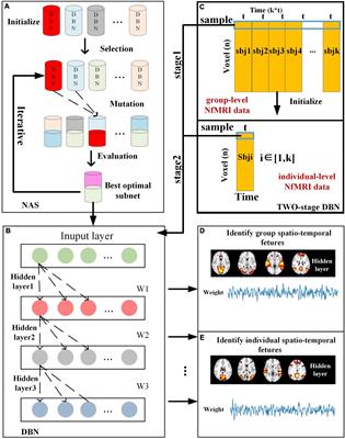 Hierarchical Spatio-Temporal Modeling of Naturalistic Functional Magnetic Resonance Imaging Signals via Two-Stage Deep Belief Network With Neural Architecture Search